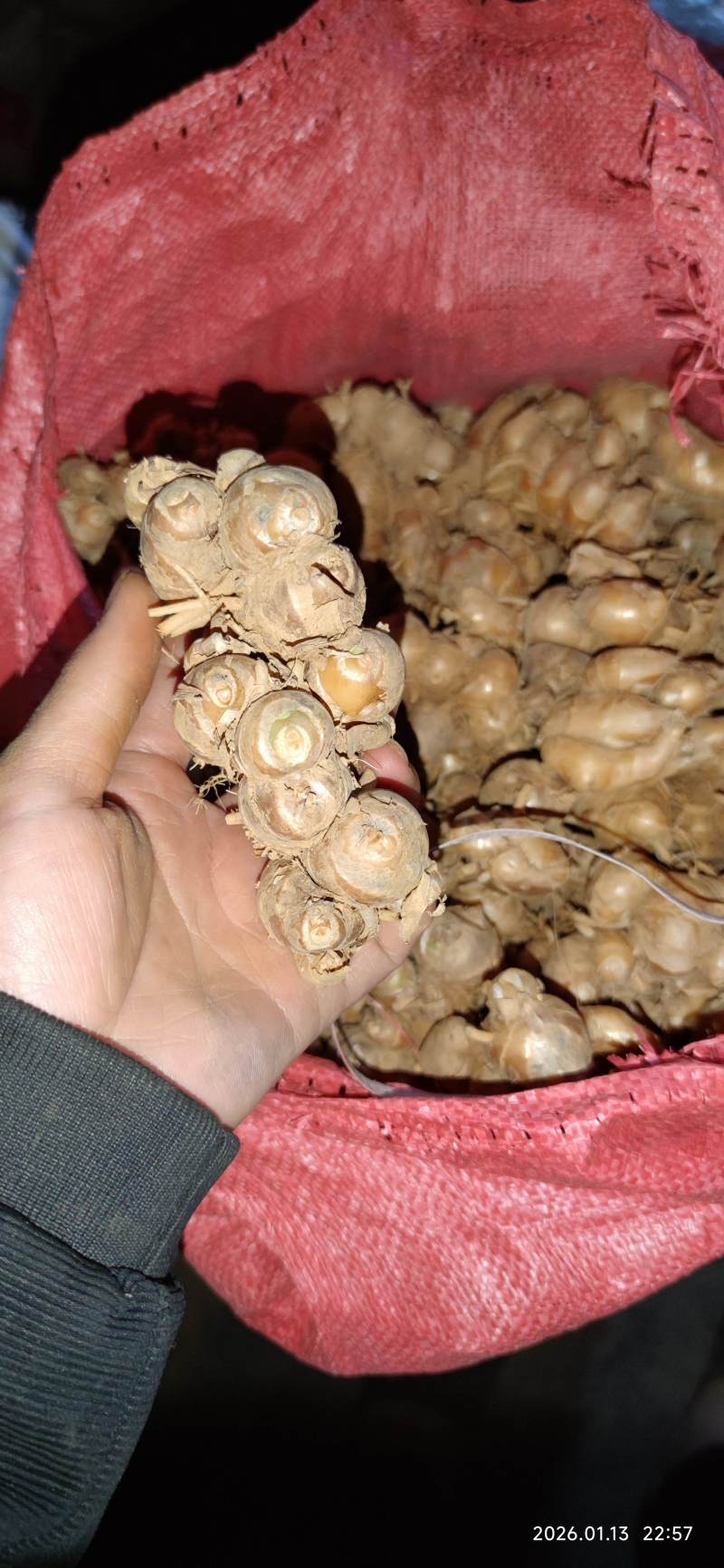 品质超好的沙姜