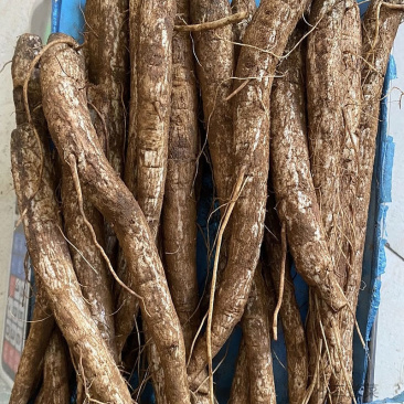 云南鲜马刺根