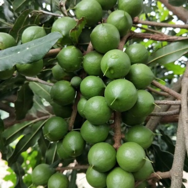 新鲜夏威夷果