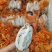 富平柿饼