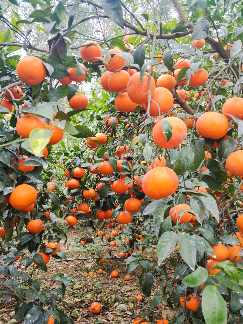 沃柑大量出售