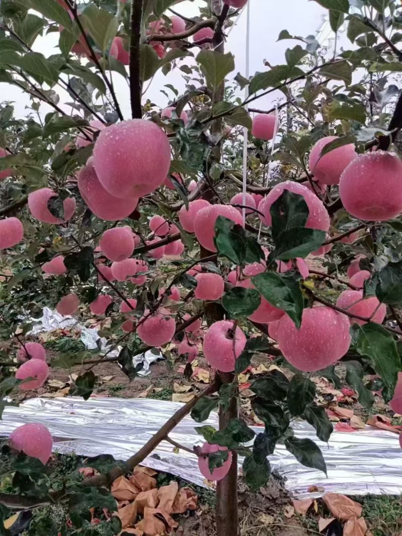陕西红富士苹果