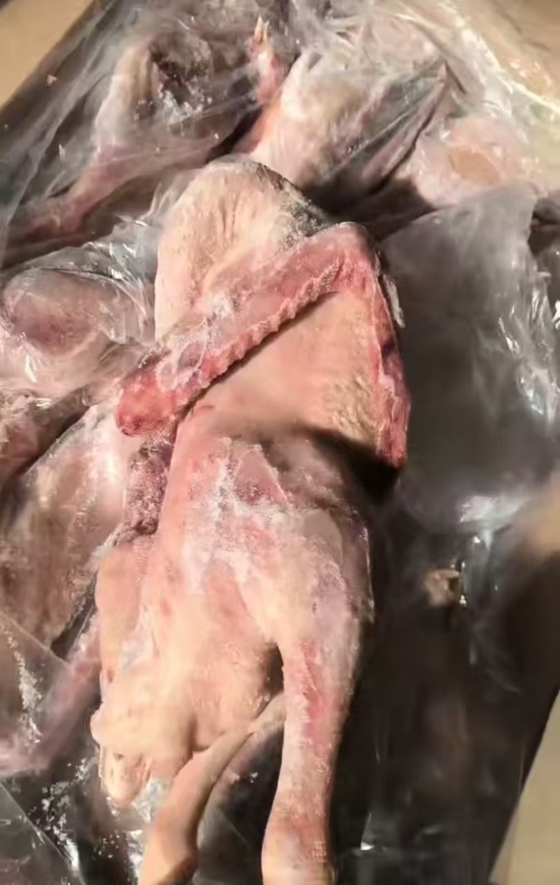 二级全鹅东北厂家直销质量很好价格便宜