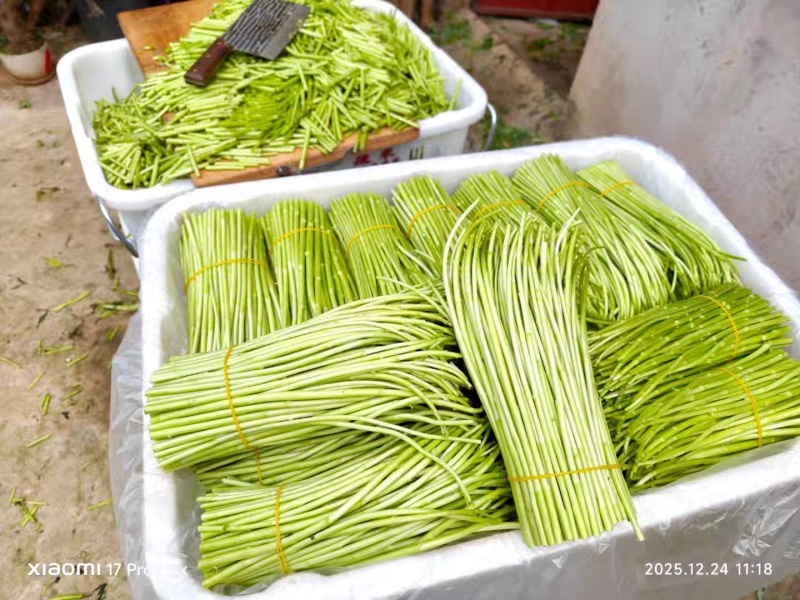 精品芦蒿白菜价格