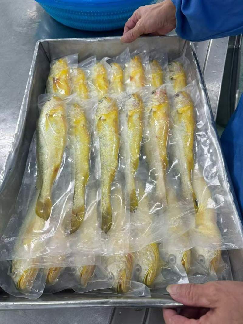 黄鱼4-5两。品质好。保护冰而已。价格不高