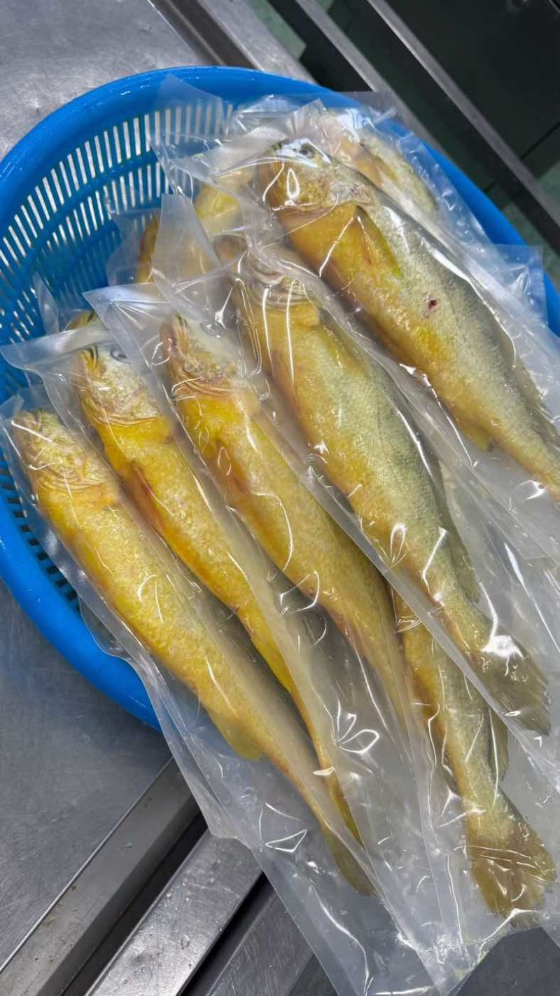 黄鱼4-5两。品质好。保护冰而已。价格不高