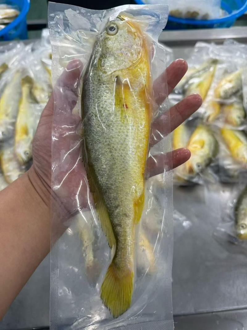 黄鱼4-5两。品质好。保护冰而已。价格不高