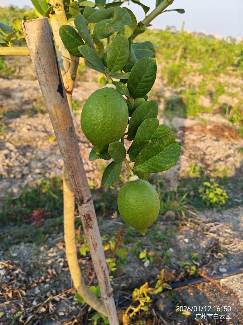 广东香水柠檬