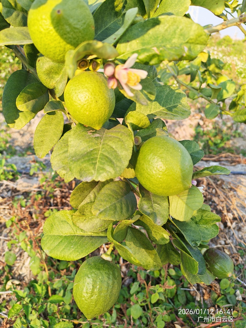 广东香水柠檬