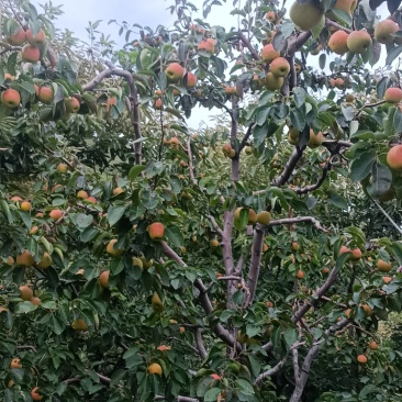 红肖梨糖梨
