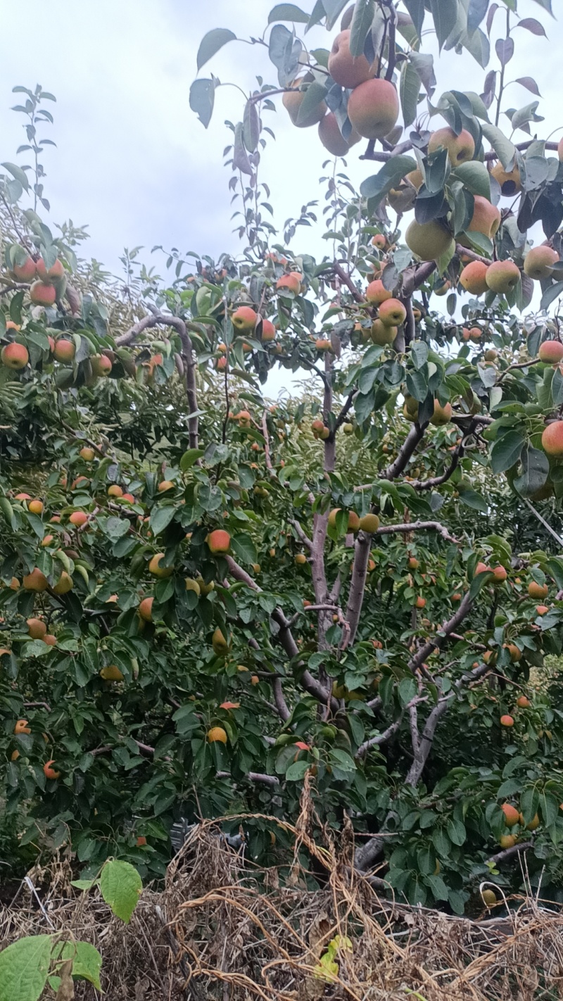 红肖梨糖梨