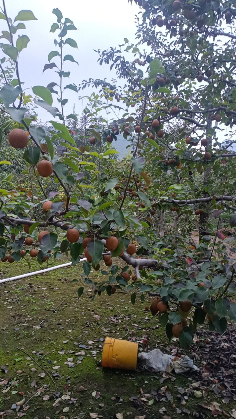 红肖梨糖梨