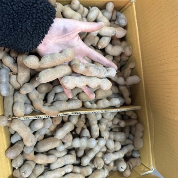亳州批发干果，甜酸角电商坚果大量有货