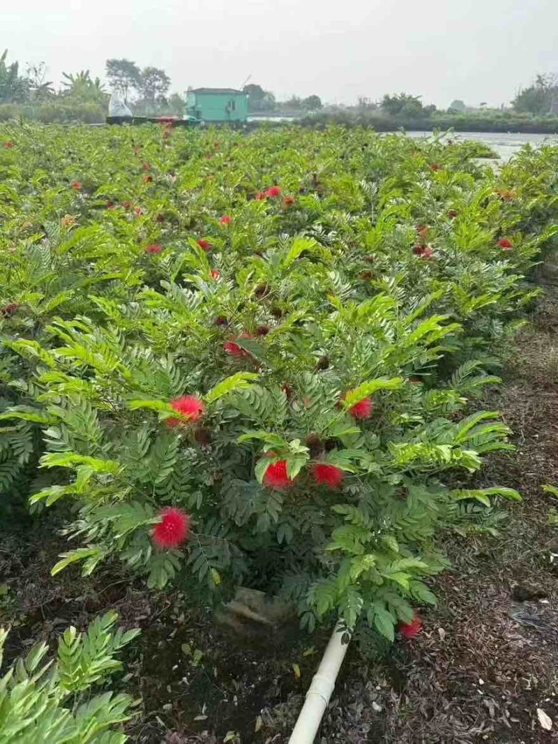 合欢(红绒球)20-150高，各种规格，大量低价出售