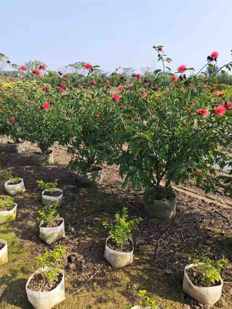 合欢(红绒球)20-150高，各种规格，大量低价出售
