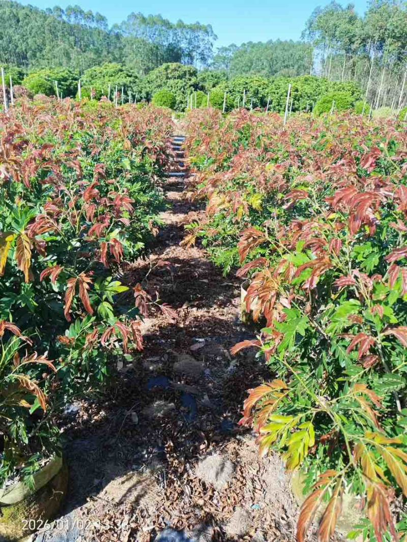 合欢(红绒球)20-150高，各种规格，大量低价出售