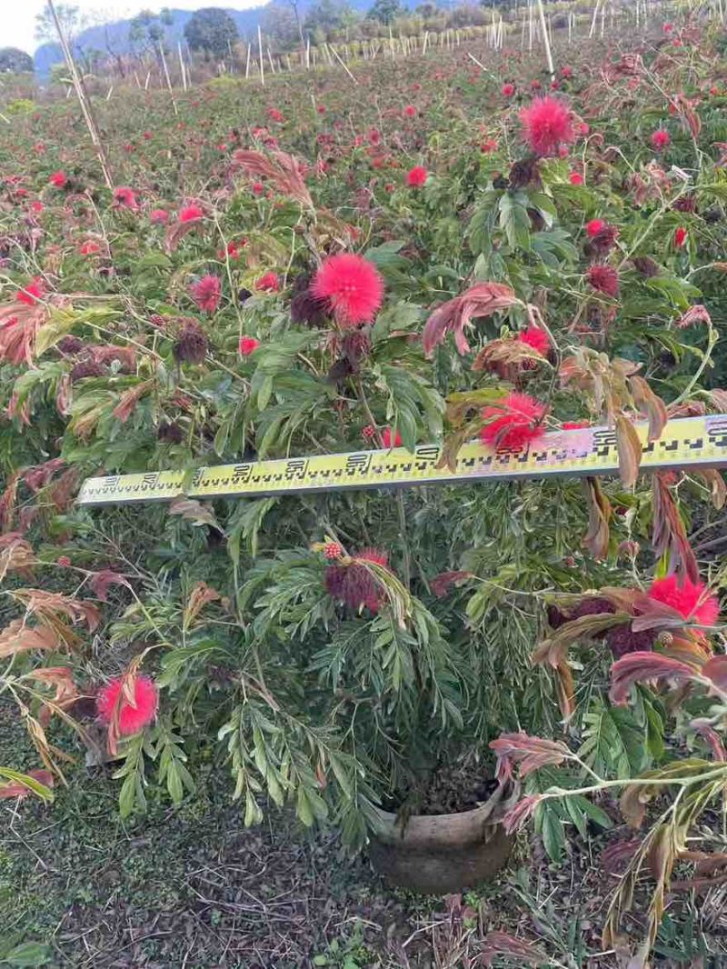 合欢(红绒球)20-150高，各种规格，大量低价出售