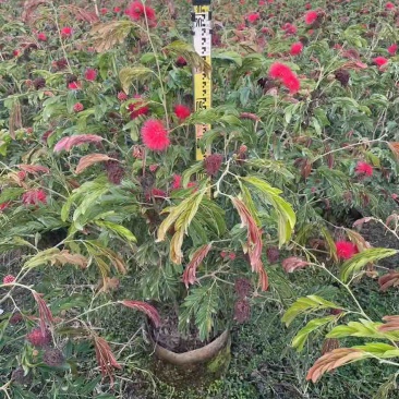 合欢(红绒球)20-150高，各种规格，大量低价出售