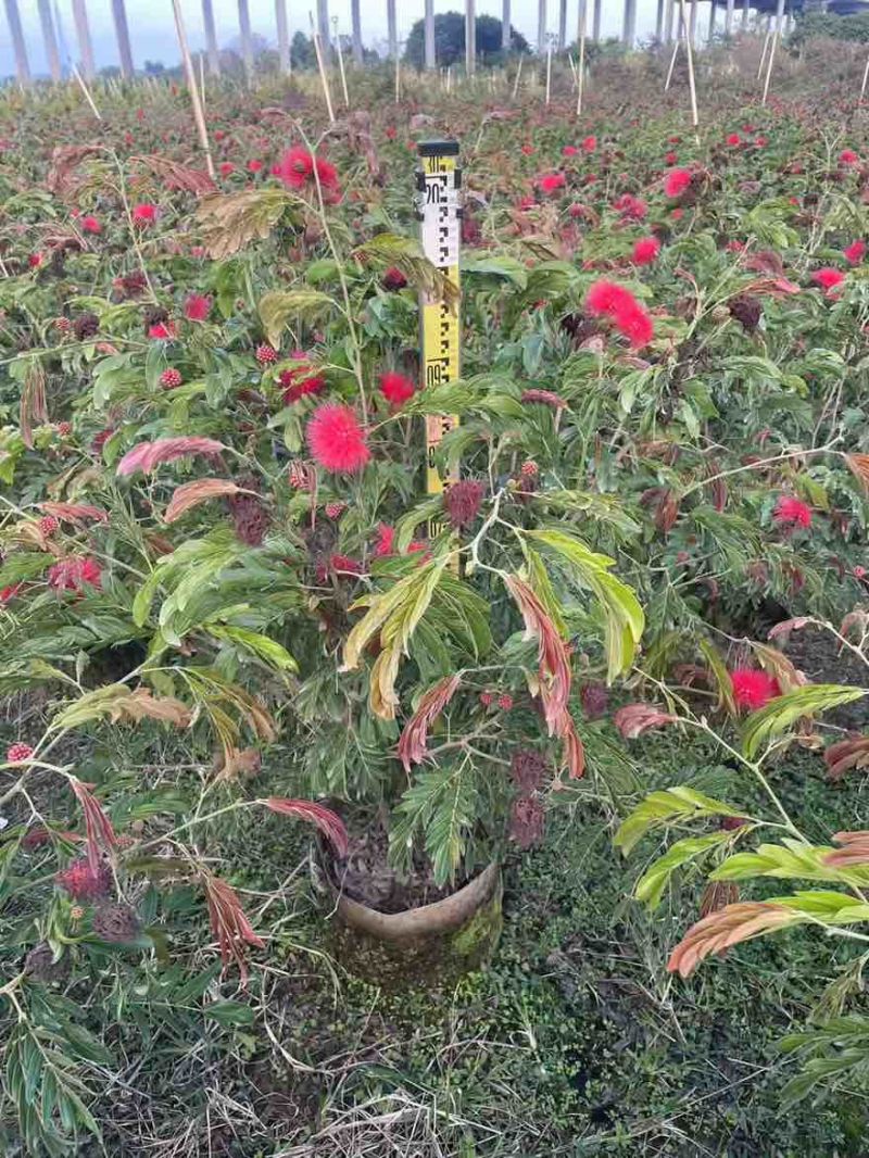 合欢(红绒球)20-150高，各种规格，大量低价出售