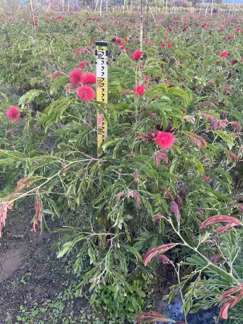 合欢(红绒球)20-150高，各种规格，大量低价出售