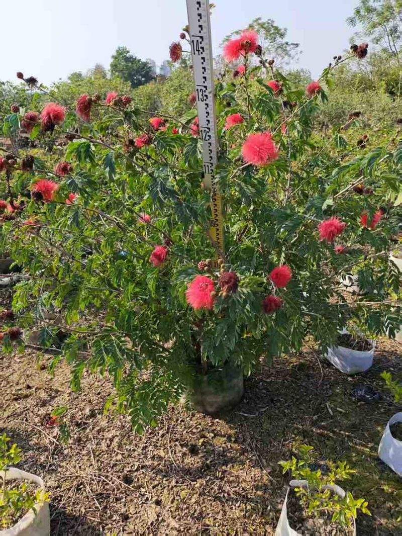 合欢(红绒球)20-150高，各种规格，大量低价出售