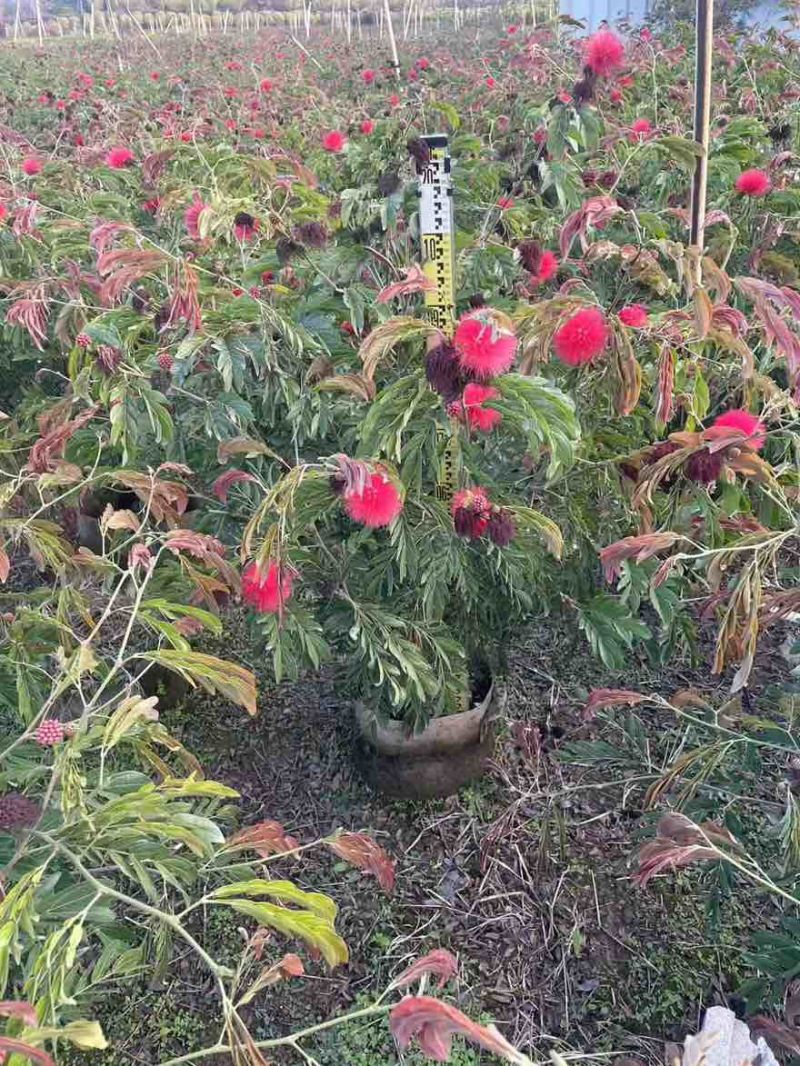 合欢(红绒球)20-150高，各种规格，大量低价出售