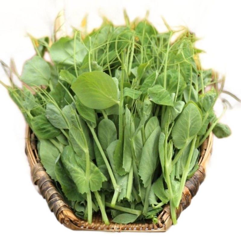 豌豆尖新鲜农家菜嫩绿