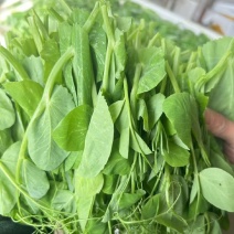 豌豆尖新鲜农家菜嫩绿