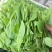 豌豆尖新鲜农家菜嫩绿