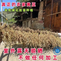黄豆豆腐原料农家种新鲜