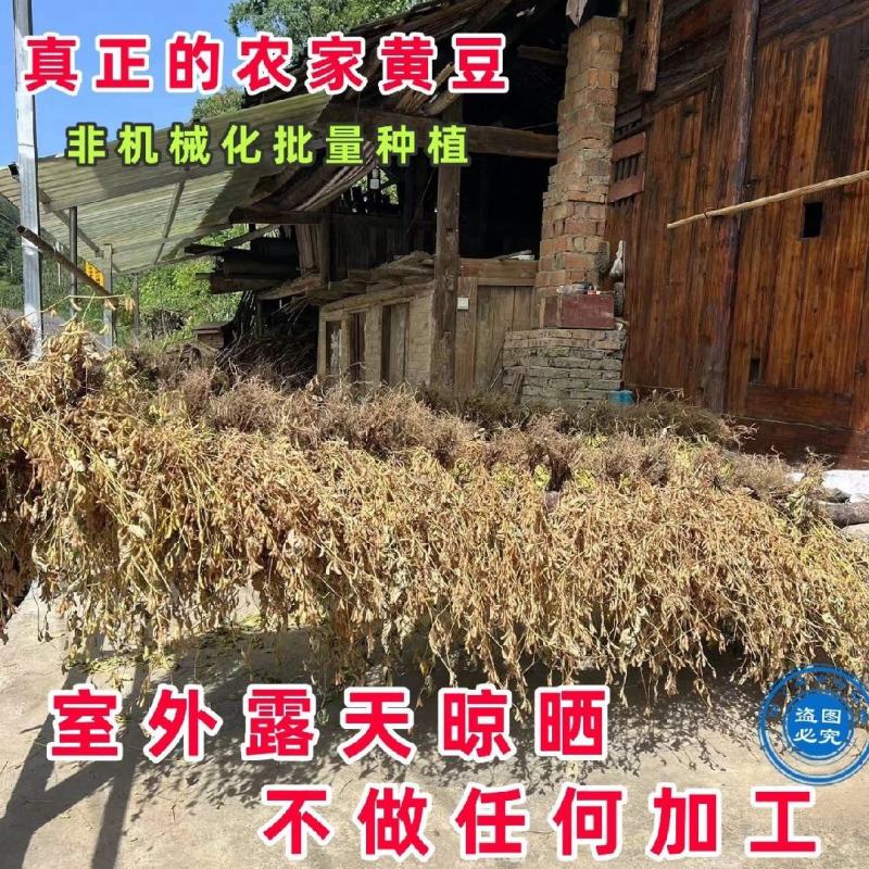 黄豆豆腐原料农家种新鲜