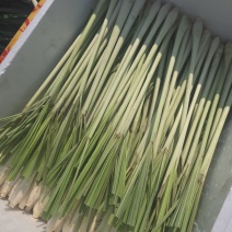 香茅