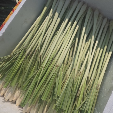 香茅