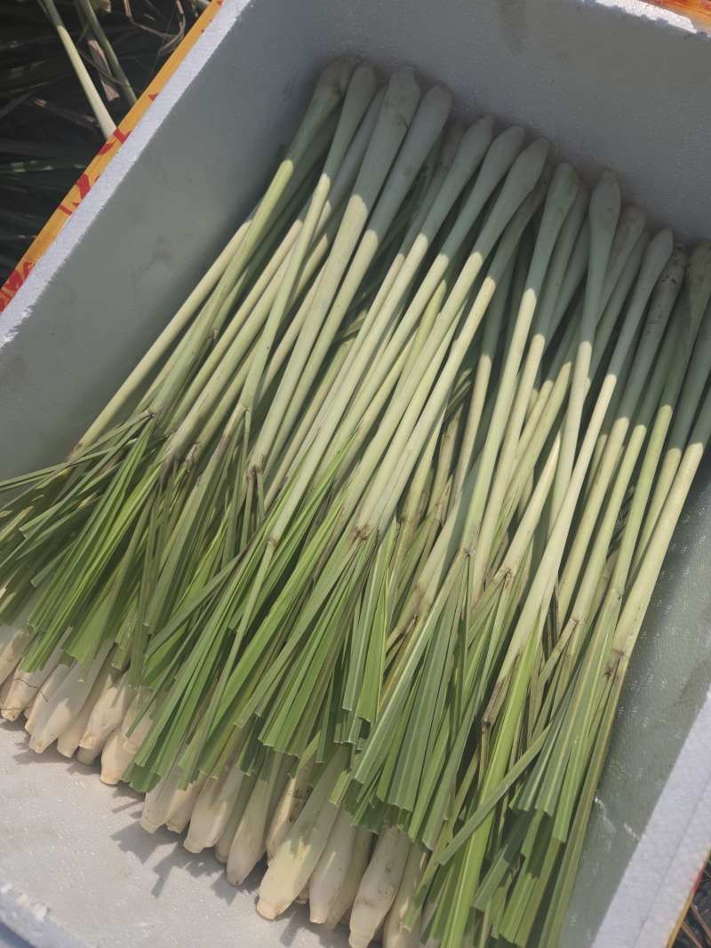 香茅