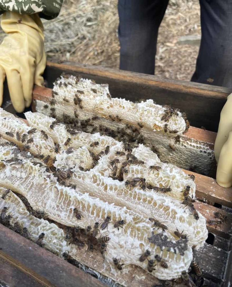 广东鸭脚木冬蜜自家养殖支持视频看货，原生态蜂蜜欢迎咨询