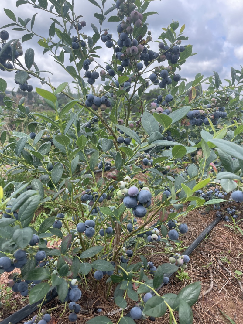 蓝莓
