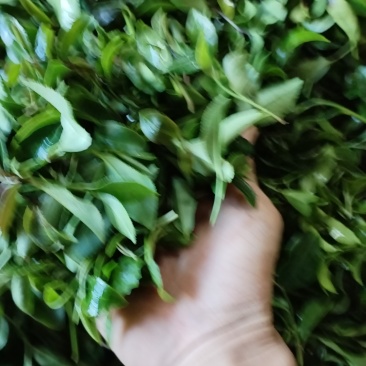 惠州手工山茶，高山***手工制作高山茶，**红茶