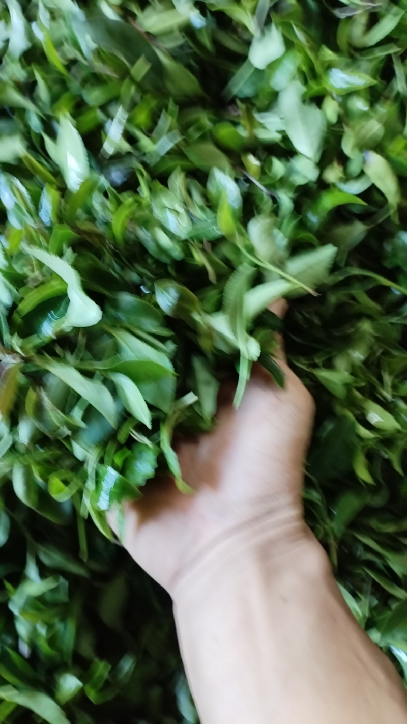 惠州手工山茶，高山***手工制作高山茶，**红茶