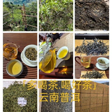生态古树茶