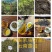 生态古树茶