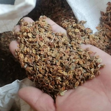 威灵仙种子