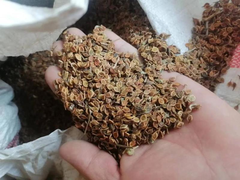 威灵仙种子