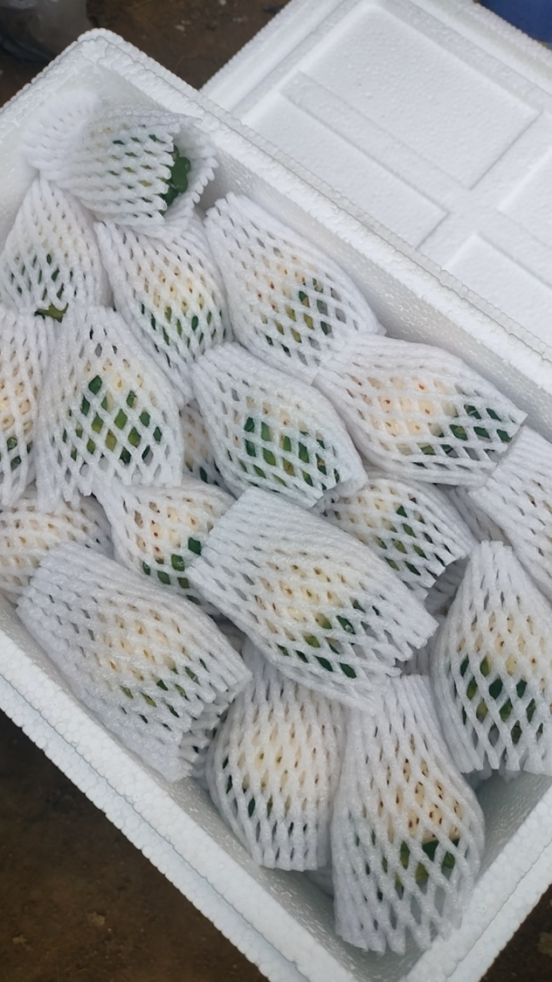 谭格庄镇甜宝草莓，千雪草莓