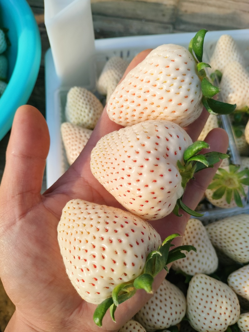 谭格庄镇甜宝草莓，千雪草莓