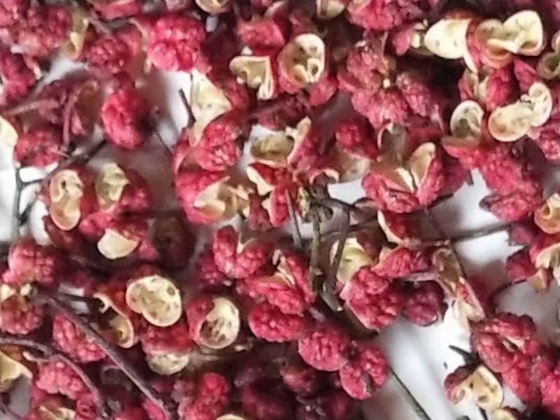 甘肃花椒
