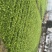 菜苔