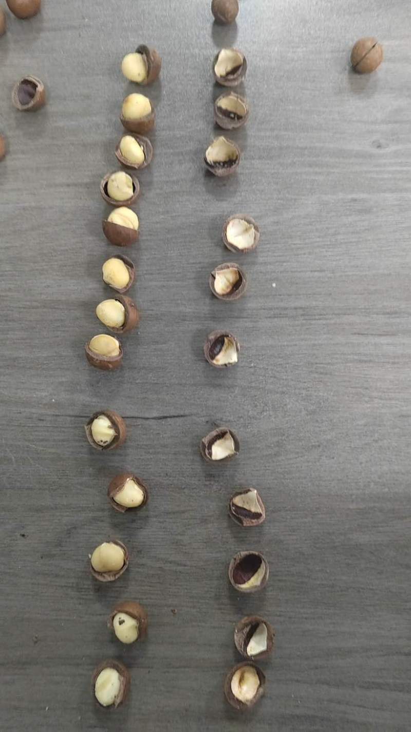 夏威夷果，多大都有，电商一件代发，大货批发
