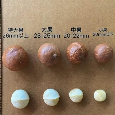 夏威夷果，多大都有，电商一件代发，大货批发