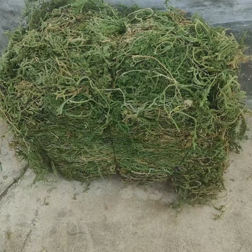 云南伸筋草