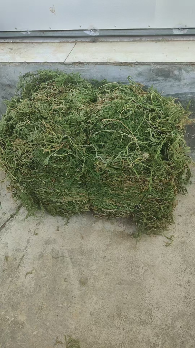云南伸筋草